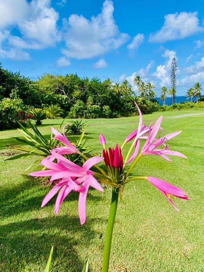 Wild Blue Water Apartment Pahoa ภายนอก รูปภาพ